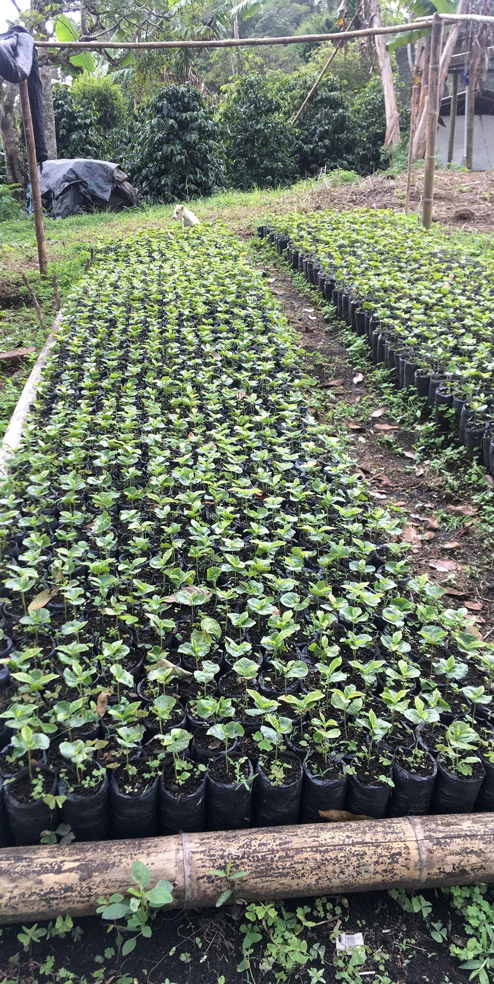 Plantulas de café