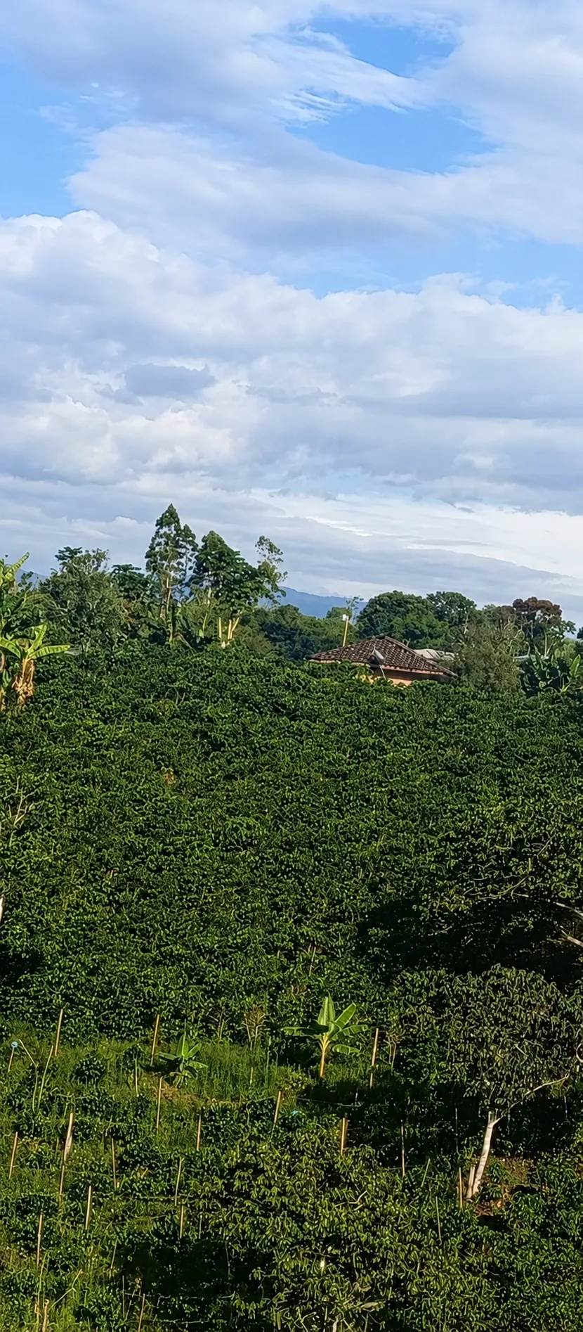 Árboles de sombra en el cafetal