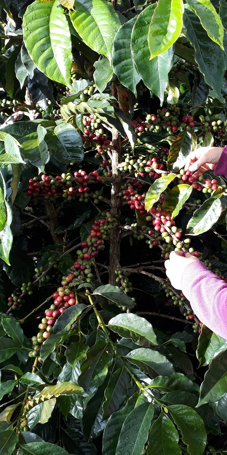 Esogiendo cerezas de café