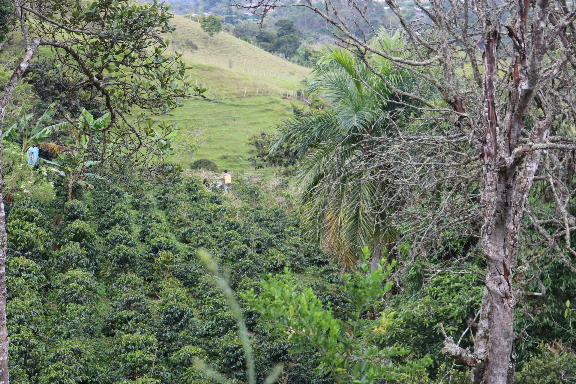 Recolección de café en la montaña durante la cosecha