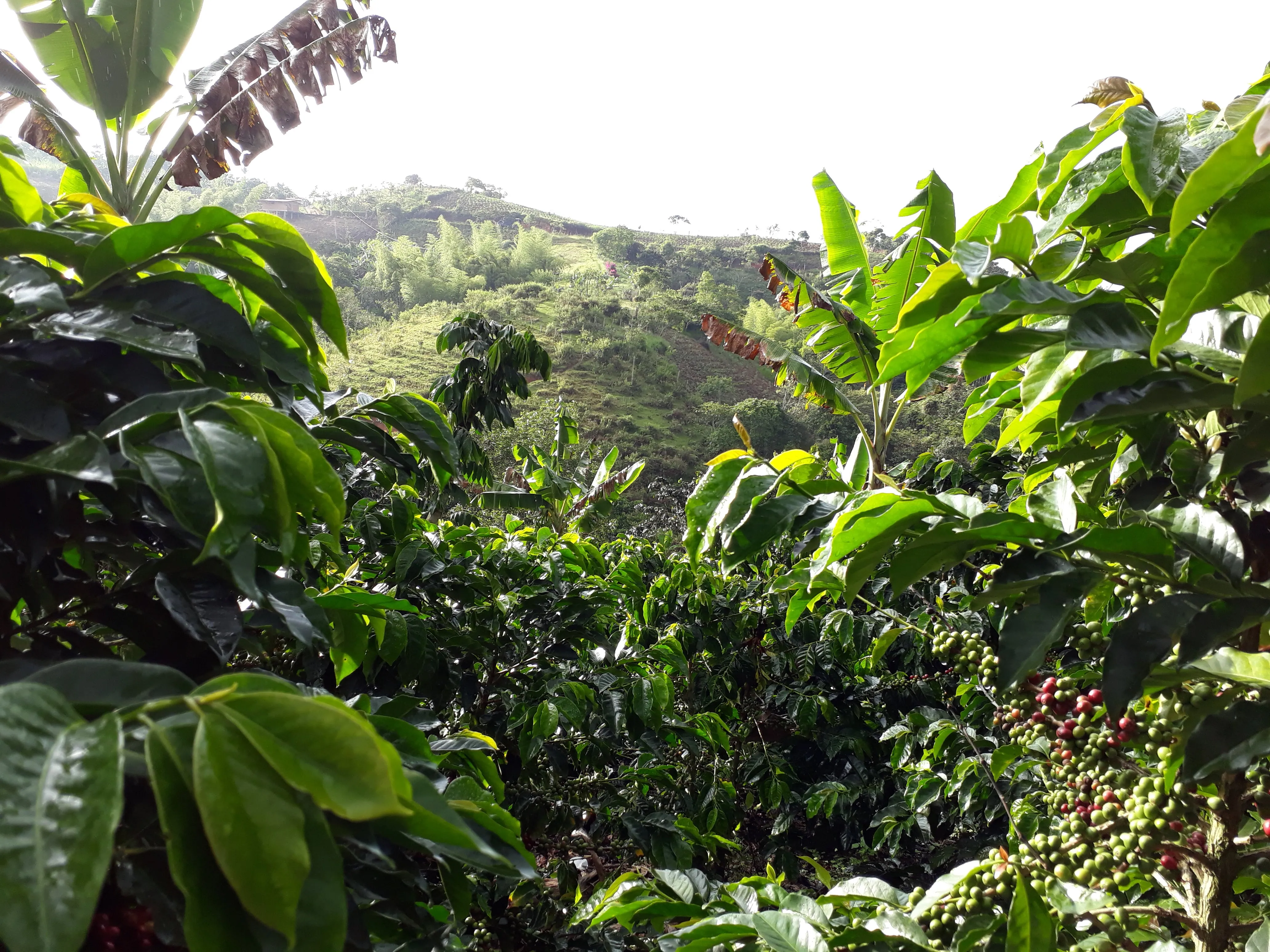Fotografía de un exuberante cafetal en una ladera, con granos de café verdes y rojos creciendo bajo la sombra de grandes hojas de plátano.