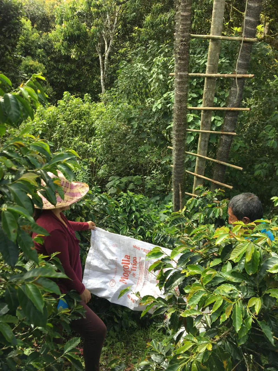 Dos agricultores, una mujer con sombrero de paja y un hombre, trabajan en un denso cafetal colombiano, donde ella sostiene un saco reutilizado