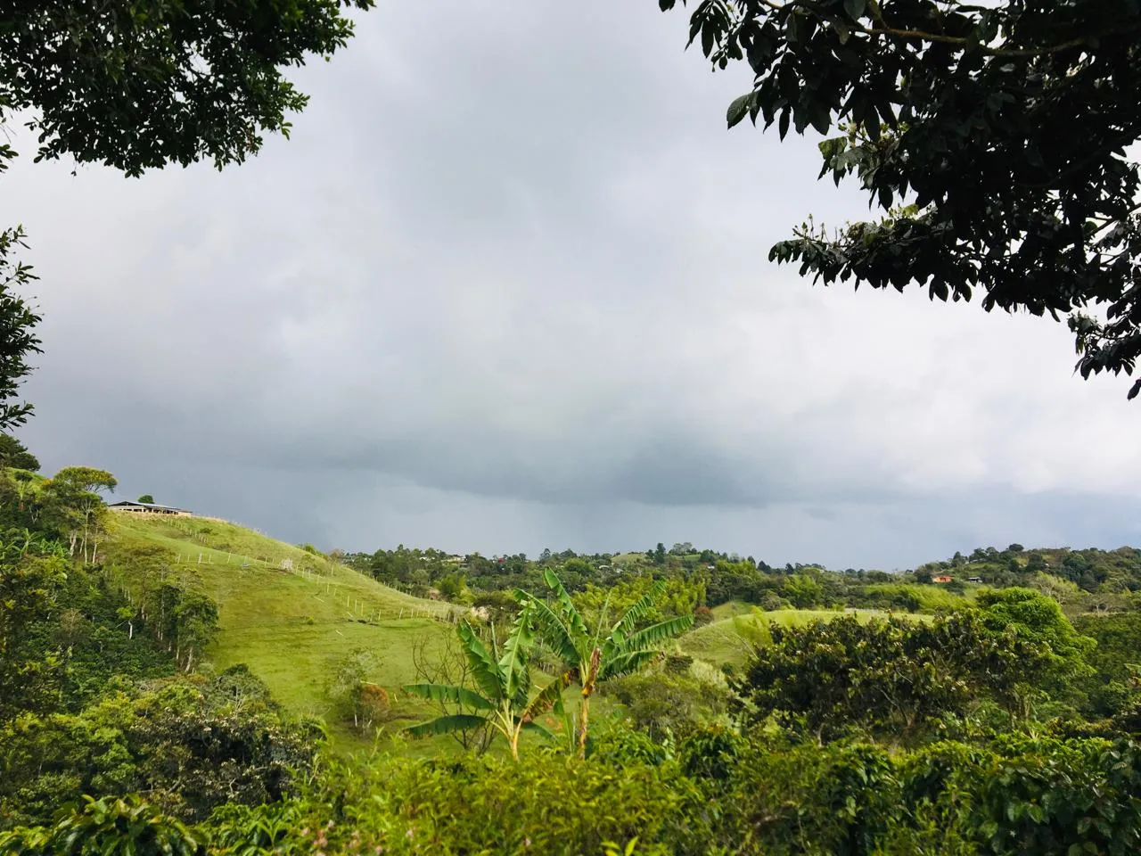 Ladera de una montaña con cultivos jóvenes en primer plano, un árbol de plátano solitario a la izquierda y un denso bosque con guadua al fondo.