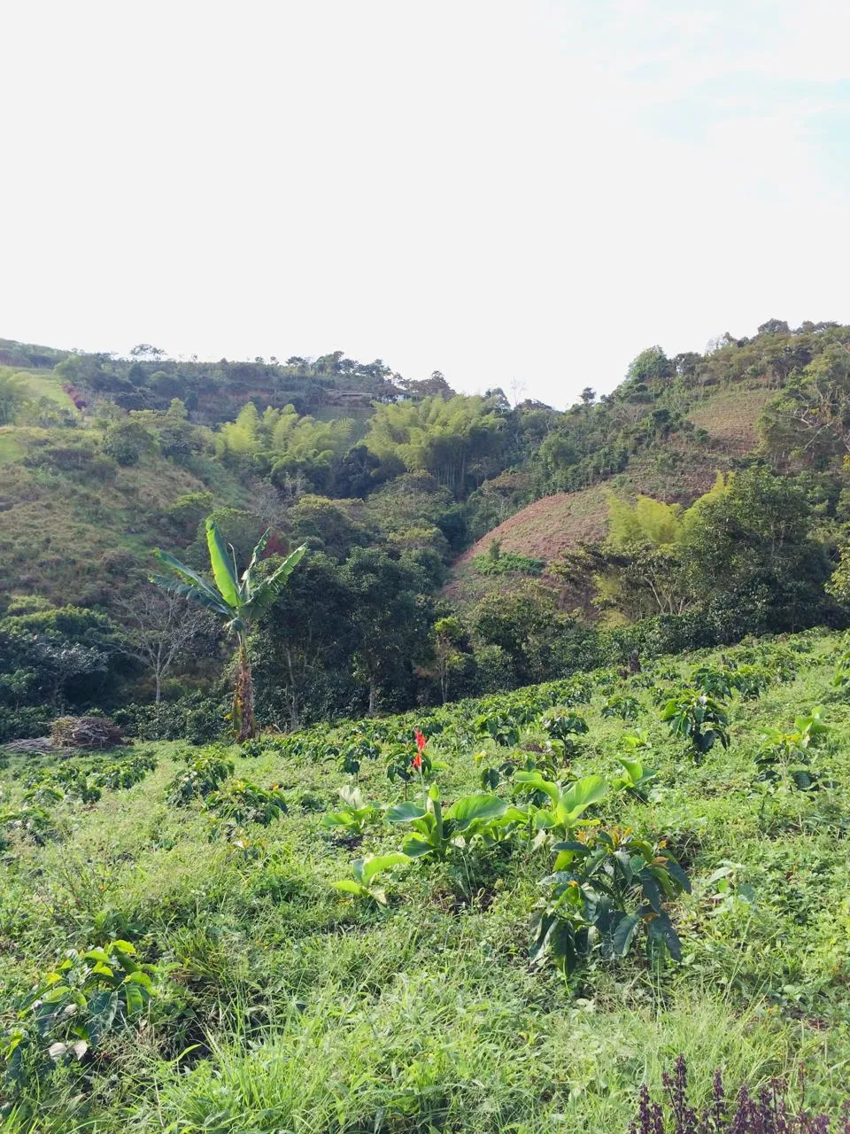 Columpio rústico de madera en primer plano sobre el césped, con un fondo de colinas verdes, vegetación tropical y un cielo muy nublado.